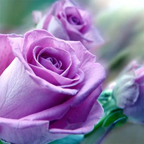 QAUZUY GARDEN 10 Purple Climbing Rose Seeds Rosa Bush Shrub Perennial Showy Vine Flower - Non-GMO Rose Seeds for Planting Garden Outdoor Home