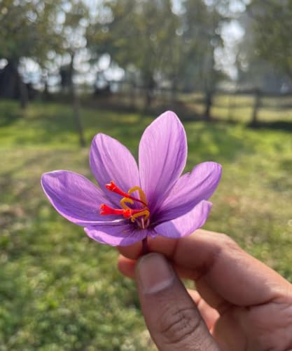 Image of First Bud Organics Pure Kashmiri Mongra Saffron (2g) | Grade A++ Kesar | Lab Tested | Original Kesar Threads | No Added Color | Premium Quality