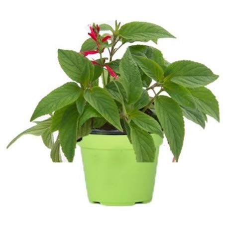 Pianta di Salvia Ananas su Vaso cm 14 in Confezione da 3 Piante