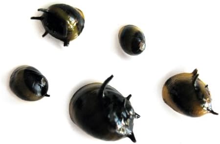 SubstrateSource Caracoles Nerite con cuernos - Live Clithon Corona 5 Pack SubstrateSource Caracoles Nerite con cuernos - Live Clithon Corona 5 Pack