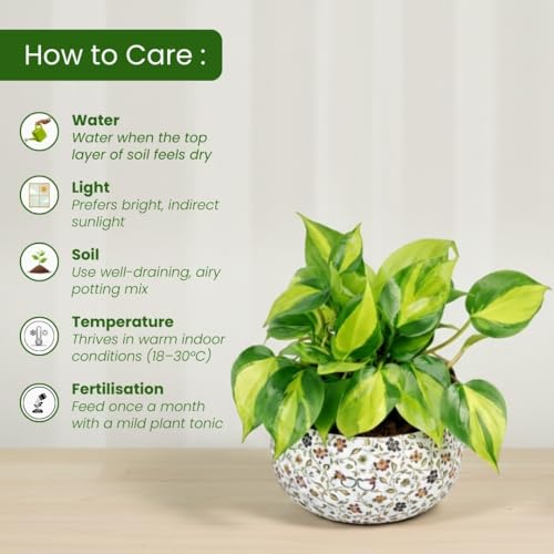 Image of Amulya Farms Indoor Plants for Home | Philodendron Brasil Live Plant in Premium Floral Print Metal Pot | Air Purifying Plants for home, Living Room and Office Decoration | Plants for Home