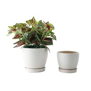 Ceramic Flower Plant Pots Indoor – 6.5″ and 5.5″ Garden Outdoor Planters with Drainage Hole and Tray,Containers for Plants,Succulents, Flowers, Herbs, Cactus, House and Office Décor,Set of 2(White)