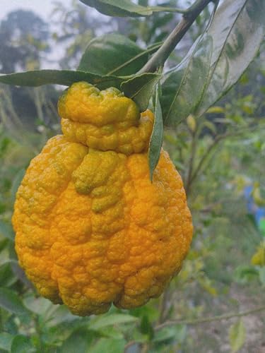 MB Plant shop DEKO PON Japanese Orange/Giant Orange pack of 1