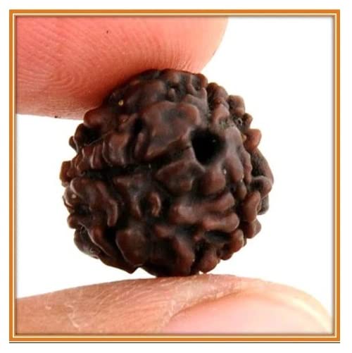 Optimus RUDRAKSHA Teen Mukhi Rudraksha Original Certified Nepal Brown Loose Prayer Bead Pure 3 Face Ruthratcham ருத்ராட்சம் तीन मुखी रुद्राक्ष ओरिजिनल Trimukhi Rudracham with Red Thr (B0BDXLH2P3) Amazon Price History, Amazon Price Tracker