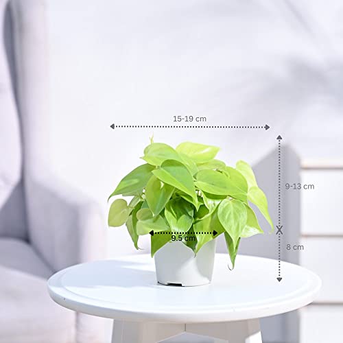 Image of Ugaoo Philodendron Oxycardium Golden Plant With Grow Pot