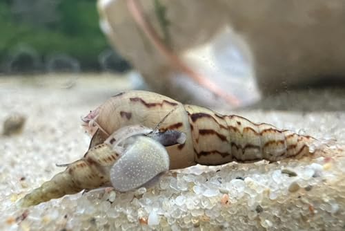 Turmdeckelschnecken 20 Stück (Melanoides tuberculata)