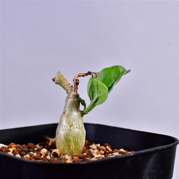 3RB 実生 プテロディスクス・sp yellow flower Pterodiscus sp yellow flower コーデッ