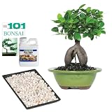 Brussel's Bonsai - Live Ginseng Grafted Ficus Gift Bundle with Protekt Plant Supplement, Live Indoor Bonsai Tree, 5 Years Old, 8 to 10 in, Decorative Houseplant for Home, Office & Plant Lovers