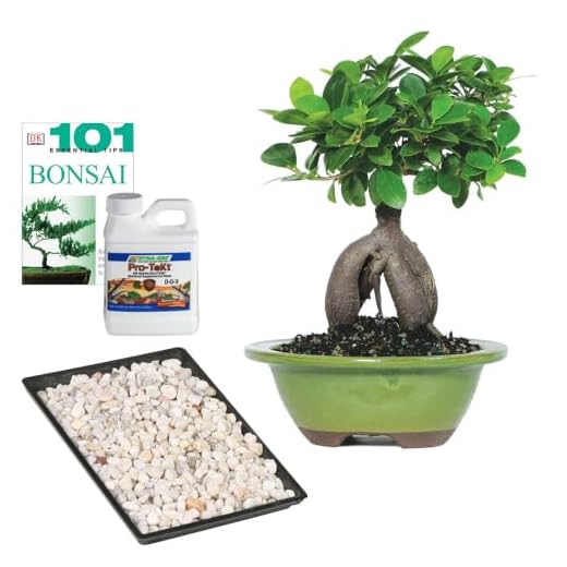 Ginseng Grafted Ficus Bonsai Gift Set