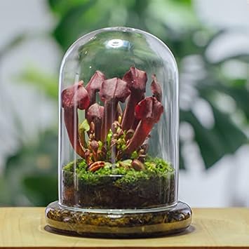 NCYP Glass Terrarium Bundle - Docorative Clear Glass Dome with Airhole Cloche Bell with Glass Base, and House Shaped Glass Enclosure with Vent Holes for Insect