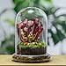 NCYP Glass Cloche Dome with Air Hole and Base, 5.9 x 5.9 x 8.2 Inches, Clear Terrarium Planter for Carnivorous Plants, Small Cactus, Succulents, Venus Flytrap, Tabletop Decoration (No Plants)