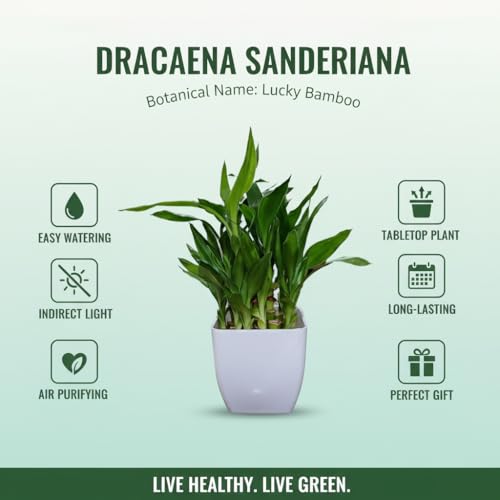 Image of Sugram Lucky Bamboo Feng Shui Plant - 2-Layer with White 3 inch Square Pot for Home, Office, Desk & Table Decor - Easy to Maintain