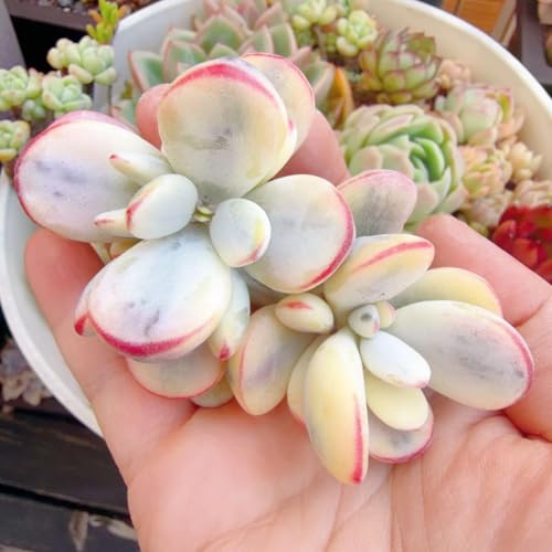 多肉植物 カット」の人気商品一覧 | 安い商品を通販サイトから探す