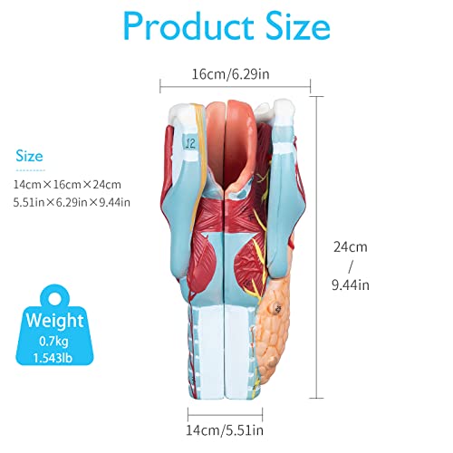 Image of Larynx Model - Anatomically Accurate Throat Model 2X Enlarged Pharynx Model Scientific Anatomy Model of Human Larynx
