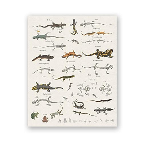 IBUKHSDGYIFH Cuadro de lagarto imprime Reptiles Historia natural Póster educativo Decoración de la habitación Animal Zoología Arte Lienzo Pintura Imagen Decoración de la pared Sin marco-30x40cm
