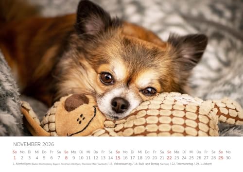 Edition Seidel Premium Kalender Chihuahua 2026 Format DIN A4 Wandkalender Hundekalender Hund Welpe Hunderasse Haustier