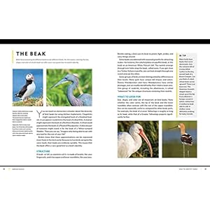National geographic birding basics tips tools and techniques for great bird watching paperbacknovember 15 2022  urban country home decor