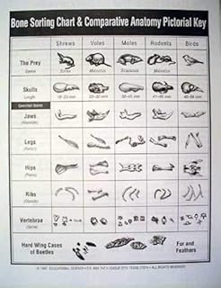 EDUCATIONAL SCIENCE WE ENABLE DISCOVERY Owl Pellet Bone Sorting Charts(15)