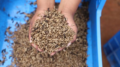 Soldatenfliegenlarven lebend 500 g – Lebende Futterinsekten (Hermetia illucens) – Futterlarven für Vögel, Igel, Reptilien & Fische – aus Aachen