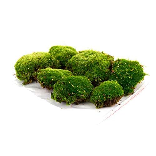 Premium Natur Kugelmoos, 6 Kugeln frisches, echtes Moos, Dekomoos, natürliches Moss, Mooskugeln, Bollenmoos, Hügelmoos, Moosballen, Prime, Dekoration, Deko, Waldmoos,