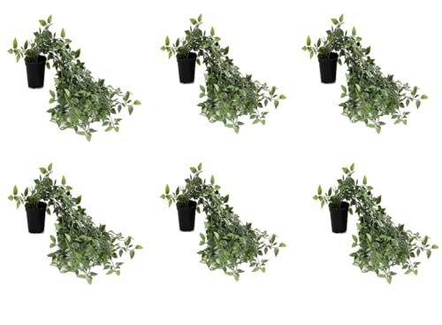 Image of PAPERI Artificial Hanging Plant for Home Decor - Balcony Decoration Items, Fake Plant, Plastic Vine Leaves with Pot, Long Green Leaf Vines for Living Room, Wall, Window (Pack of 6)