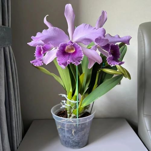 350 piezas semillas de orquideas - de jardín semillas catleya, jardín perennes resistentes balcón resistentes al invierno,