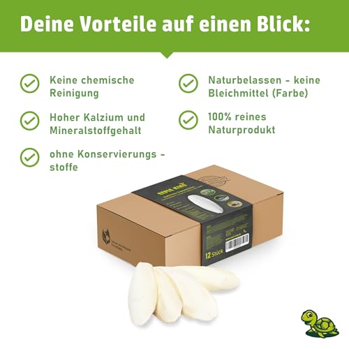 Sepia King ECO Box Sepiaschalen für Schildkröten, Vögel, Reptilien, Bartagame | Premium Sepia Schalen Futter, natürliche Kalzium Quelle, 10-15cm, Terrarium Zubehör