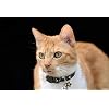 BoomBone Star Charm Studded Cat Collar Breakaway with Bell,Black Puppy Collars for Small Dogs
