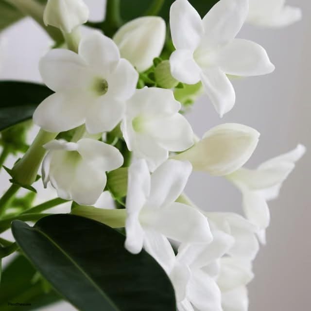 Image of Live Chameli Bel Plant with Pot | Fragrant Jasmine Climbing Vine | Outdoor Flowering Creeper Plant for Home Garden Balcony Terrace