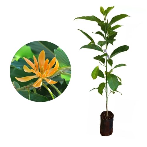 Genérico, Muda de Magnólia Amarela 20 a 40cm AMK - Plantas Online