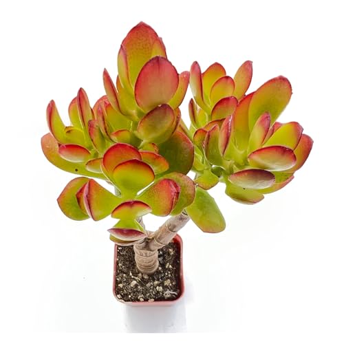 2 Unique Live Succulent Dwarf Jade Easy Care & Drought Tolerant