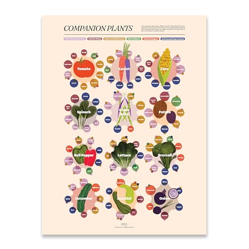 Fun Fact Co. Companion Planting Infographic Art Print, Illutrated Companion Plants Reference Poster, Gardening Gift, Helpful Garden Decor (12x16)