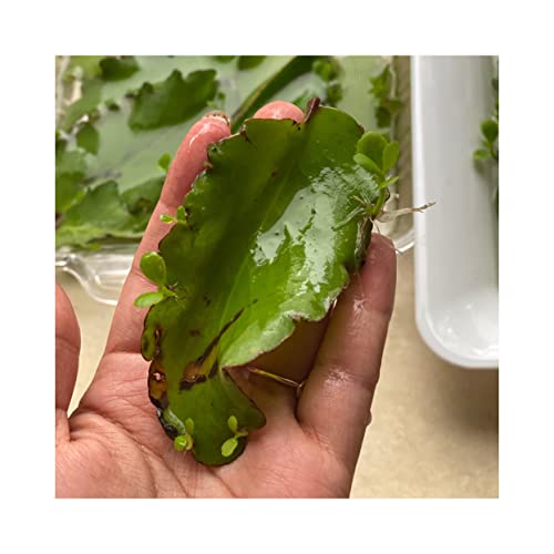 Organic Miracle Leaf for Propagation, Kalanchoe Pinnata, Medicinal Plant, Bryophyllum Pinnatum (3 per Order)