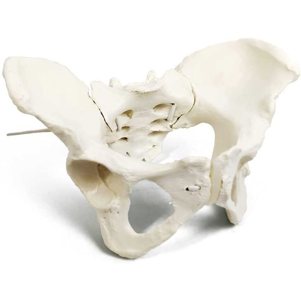 Naturalny rozmiar żeński model miednicy-Model biodra-żeński model anatomiczny, model miednicy kości biodrowej żeński model anatomiczny