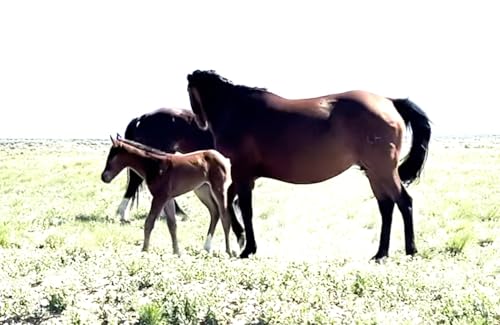 When Two Mares Want One Foal: How to Handle It on the Ranch