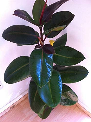 See full amazon price history chart for WoFLoo Rubber Live Plant Air Purifer with Black Pot || Rubber Plant for Indoor Home Decoration For Plant WoFLoo Rubber Live Plant Air Purifer with Black Pot || Rubber Plant for Indoor Home Decoration For Plant (B0CB6GDRM6) Amazon Price History, Amazon Price Tracker