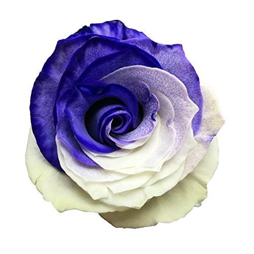 Fresh Cut Tinted Purple and White Roses from Flower Explosion -24 Stems