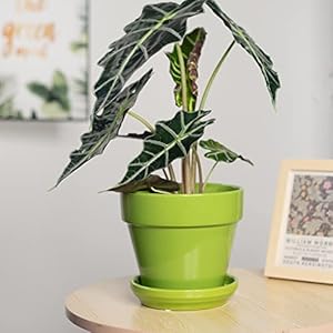 YBX 75 Inch Ceramic Plant Pots with Saucer Indoor Garden Planter Flower Pot Green 2 Sets