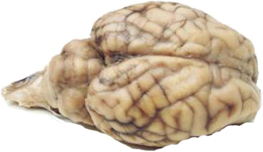 Anatomy Lab Preserved Sheep Brain Specimen for Dissection, Without Hypophysis, Vacuum Pack of 1