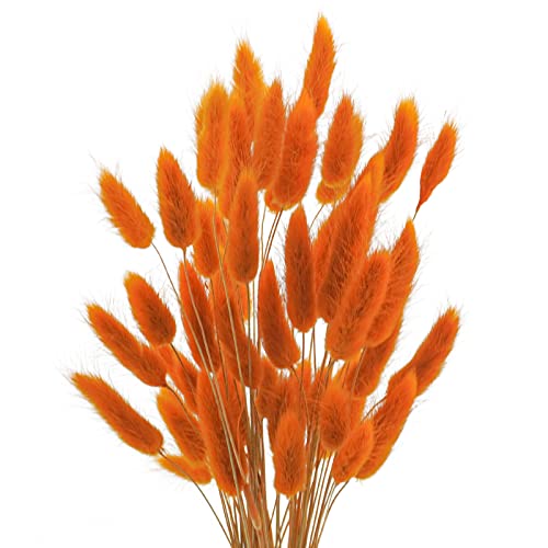 Uieke 17’’ Natural Bunny Tails Dried Flowers, 50 Pcs Dried Lagurus Ovatus, Dried Pampas Grass for Flower Arrangements Wedding Centerpieces Home Boho Baby Shower Party Fall Decorations (Orange)