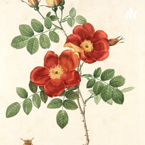 1241.快手,满地烟火(下) Podcast Por arte de portada