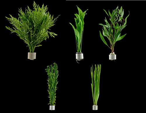 Aquariumpflanzen Set Sahawa® 5 schöne Bunde, Wasserpflanzen, Dicke Bundpflanzen