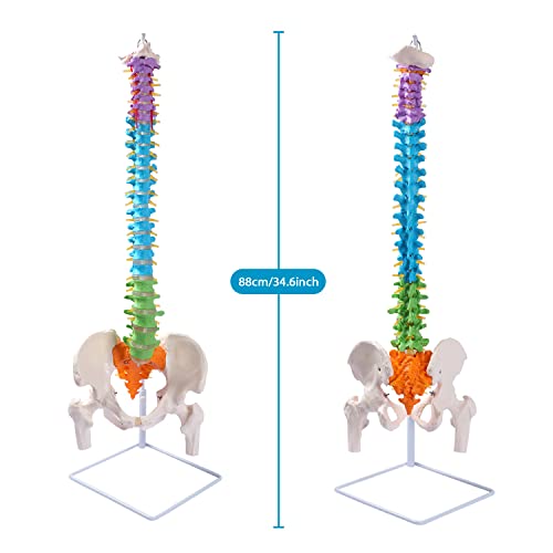 Image of breesky Flexible Spine Model, 34.6'' Life Size Human Spinal Cord Anatomical Model with Stand Color Coded Regions Indicate The Cervical, Thoracic and Lumbar Spine for Med Students and Chiropractors