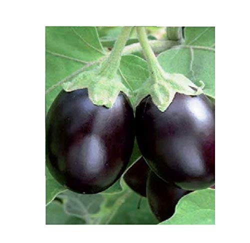 Famous Garden Live Brinjal - Baingan Round/Gol Vegetable Plant with POT (B081H7B7ZZ) Amazon Price History, Amazon Price Tracker