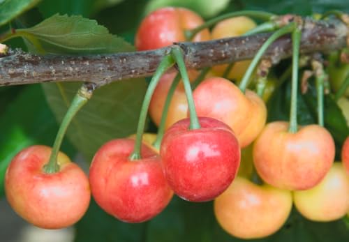 Rainier Cherry Tree Live Plant Self-Pollinating Sweet Cherry Yellow Red Blush Fruit Ornamental Edible Fruit Tree 3 Inch Pot