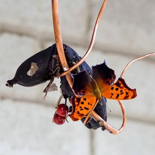 Hamaca de plátano de mariposa, alimentador de mariposas con componentes de suspensión de metal, soporte de plátano, atractor de mariposa, decoración de jardín colgante de cobre para jardín - imagen 3