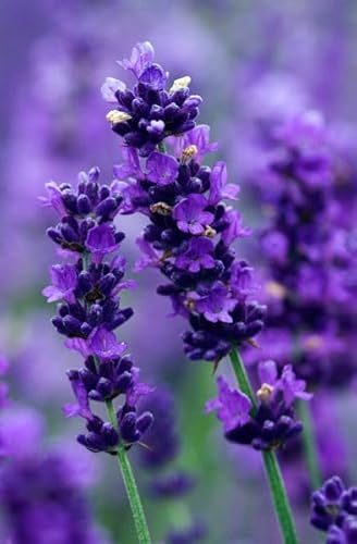 Kit com 3 Envelopes Sementes de Lavanda Isla Verdadeira Alfazema Flores Jardins Vasos Horta
