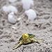 Safari Ltd. Green Sea Turtle Baby Figurine - Realistic 2.38