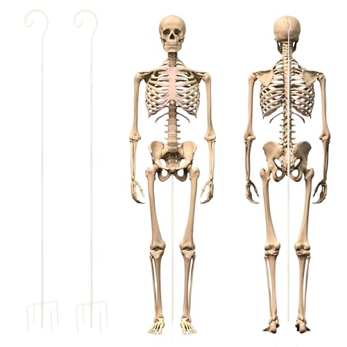 Otoolling 2 Sets Skeleton Stand Pose Stay Metal Stand for Skeletons Halloween Decor Accessories Skeletons Not Included(Inner Hook White)