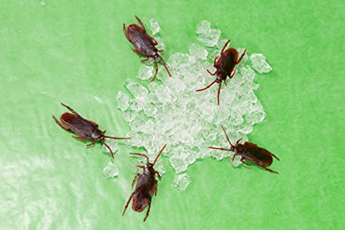 Cricket Colony Starter Kit for Feeder Crickets- 6-Egg Flats, Vermiculite, Top Soil, Screen, 1/2 LB Feed/ Food Sample, 1- Packet of Water Gel, Spray Bottle, Container, and 2 Lids (Cricket Starter Kit) - Thumbnail 5